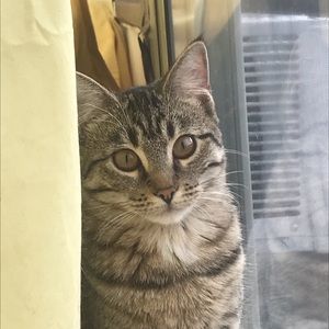 Meet your Posher, Ashanti